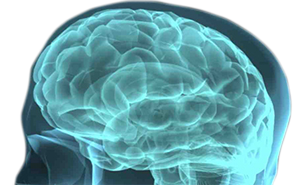 cerebro